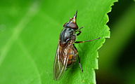 Hoverfly (Rhingia campestris)